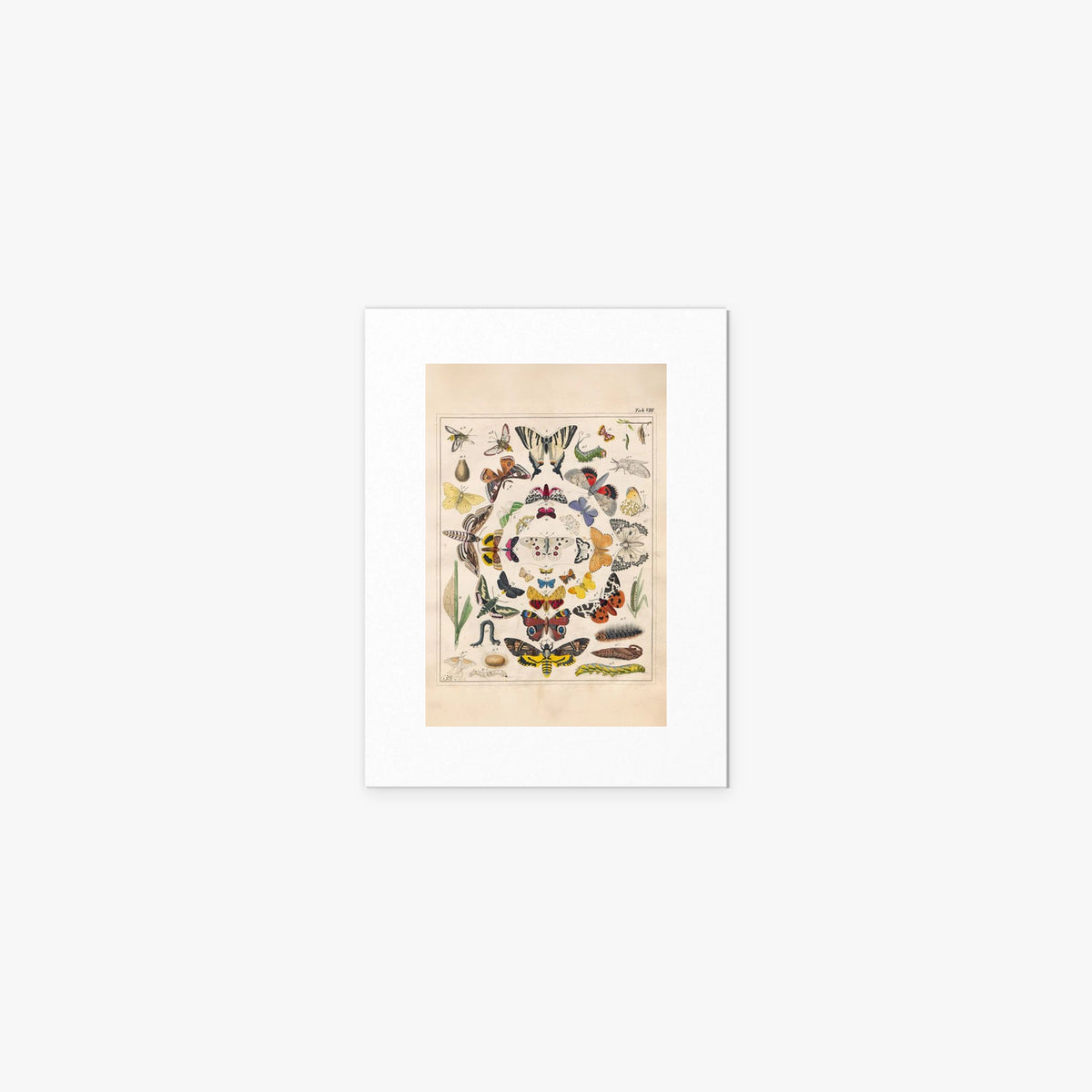 Orbis Pictus, Tav. 8 - Johann Baptist Sonderland, opera di Johann Baptist Sonderland (Illustrazione), stampa artistica su carta, 30x40cm