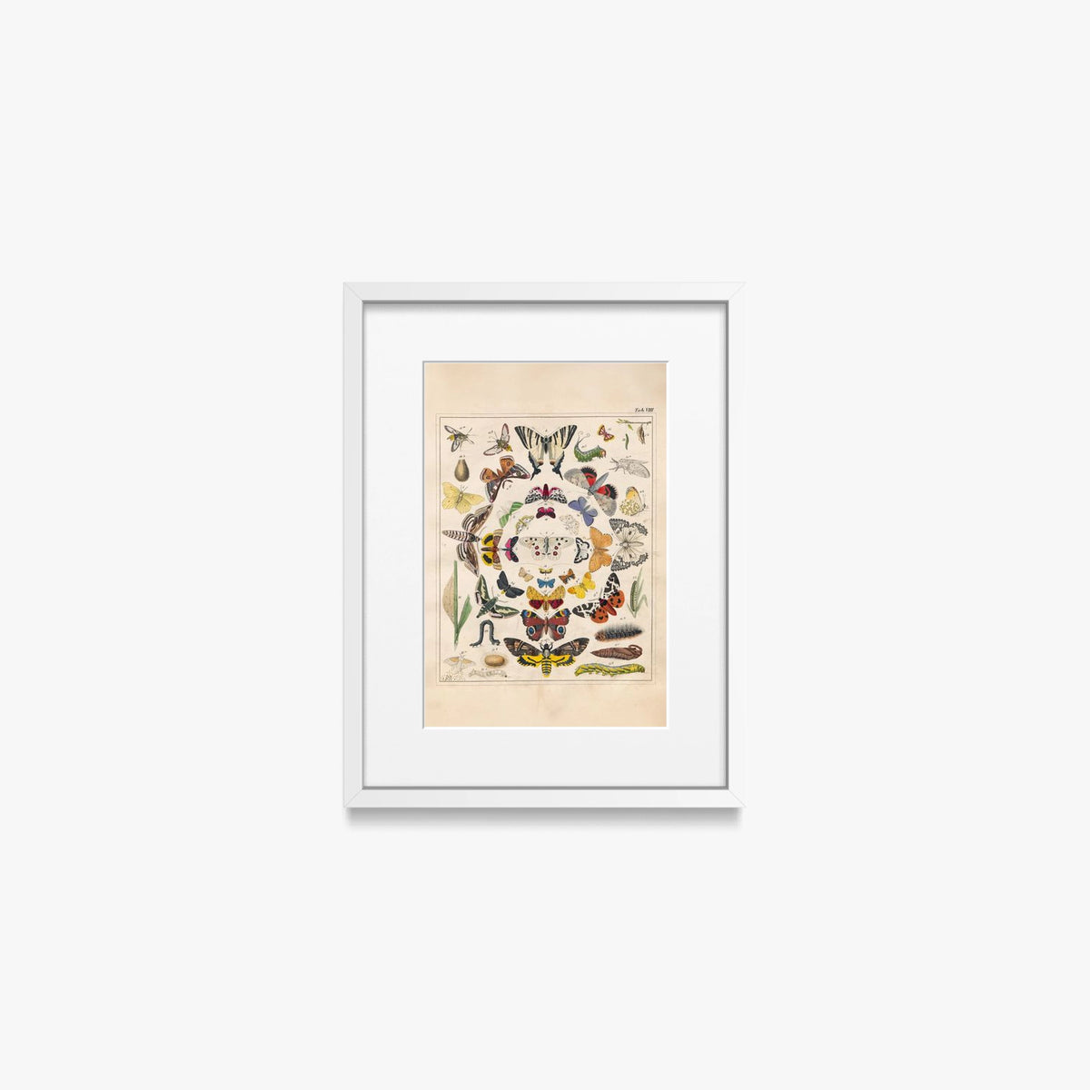 Orbis Pictus, Tav. 8 - Johann Baptist Sonderland, opera di Johann Baptist Sonderland (Illustrazione), stampa con passepartout e cornice bianca, 30x40cm