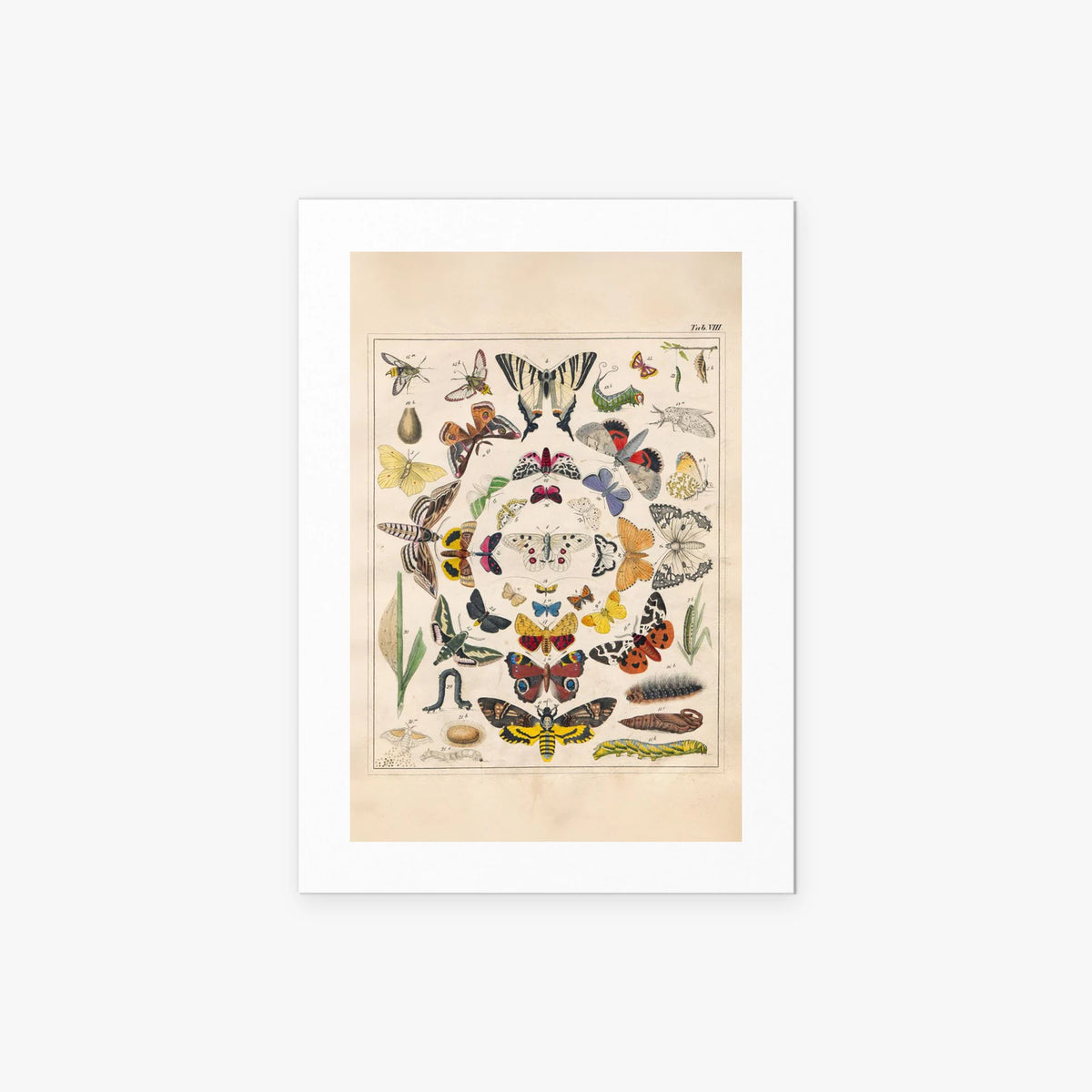 Orbis Pictus, Tav. 8 - Johann Baptist Sonderland, opera di Johann Baptist Sonderland (Illustrazione), stampa artistica su carta, 50x70cm