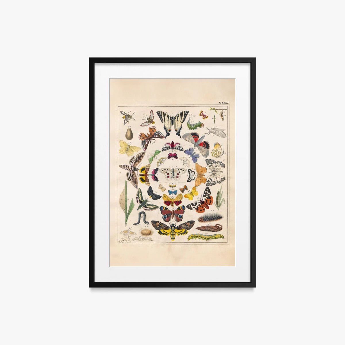 Orbis Pictus, Tav. 8 - Johann Baptist Sonderland, opera di Johann Baptist Sonderland (Illustrazione), stampa con passepartout e cornice nera, 50x70cm