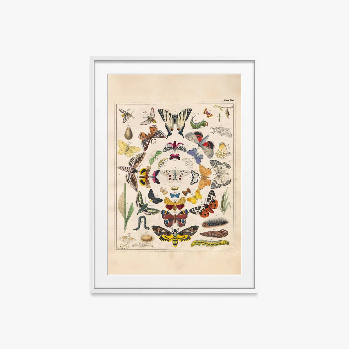 Orbis Pictus, Tav. 8 - Johann Baptist Sonderland, opera di Johann Baptist Sonderland (Illustrazione), stampa con passepartout e cornice bianca, 60x85cm
