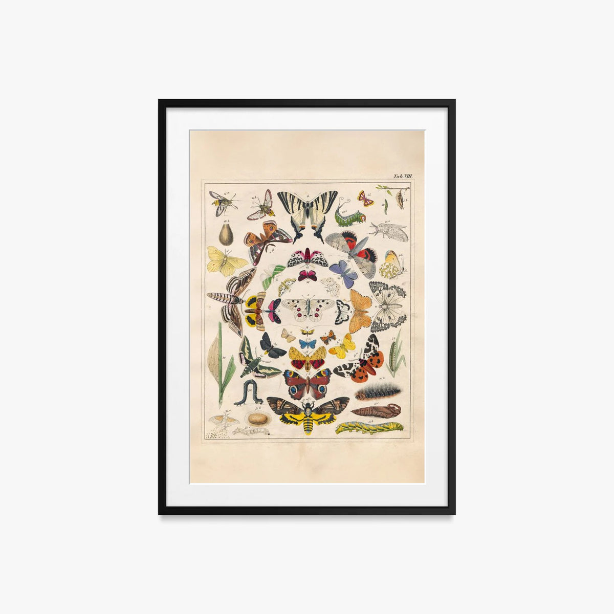 Orbis Pictus, Tav. 8 - Johann Baptist Sonderland, opera di Johann Baptist Sonderland (Illustrazione), stampa con passepartout e cornice nera, 60x85cm