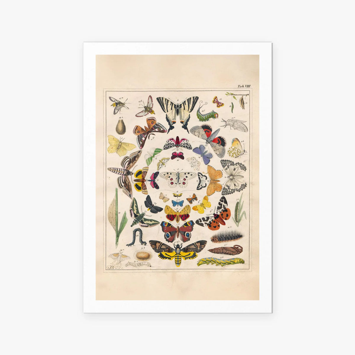 Orbis Pictus, Tav. 8 - Johann Baptist Sonderland, opera di Johann Baptist Sonderland (Illustrazione), stampa artistica su carta, 80x115cm