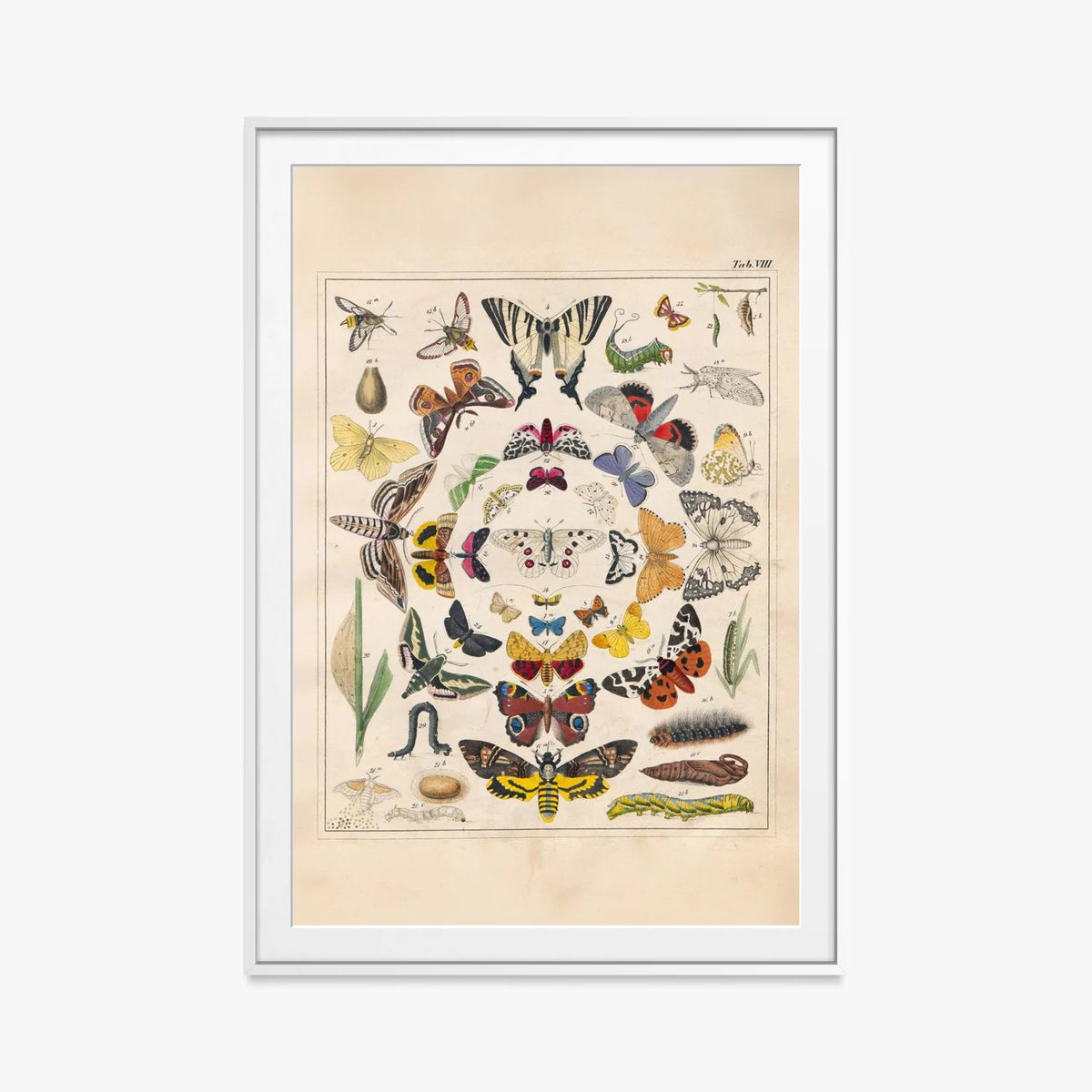 Orbis Pictus, Tav. 8 - Johann Baptist Sonderland, opera di Johann Baptist Sonderland (Illustrazione), stampa con passepartout e cornice bianca, 80x115cm