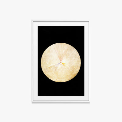 Il Cigno, n. 14 - Hilma af Klint, opera di Hilma af Klint (Astrattismo), stampa con passepartout e cornice bianca, 60x85cm