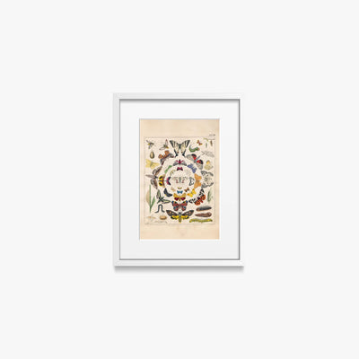 Orbis Pictus, Tav. 8 - Johann Baptist Sonderland, opera di Johann Baptist Sonderland (Illustrazione), stampa con passepartout e cornice bianca, 30x40cm