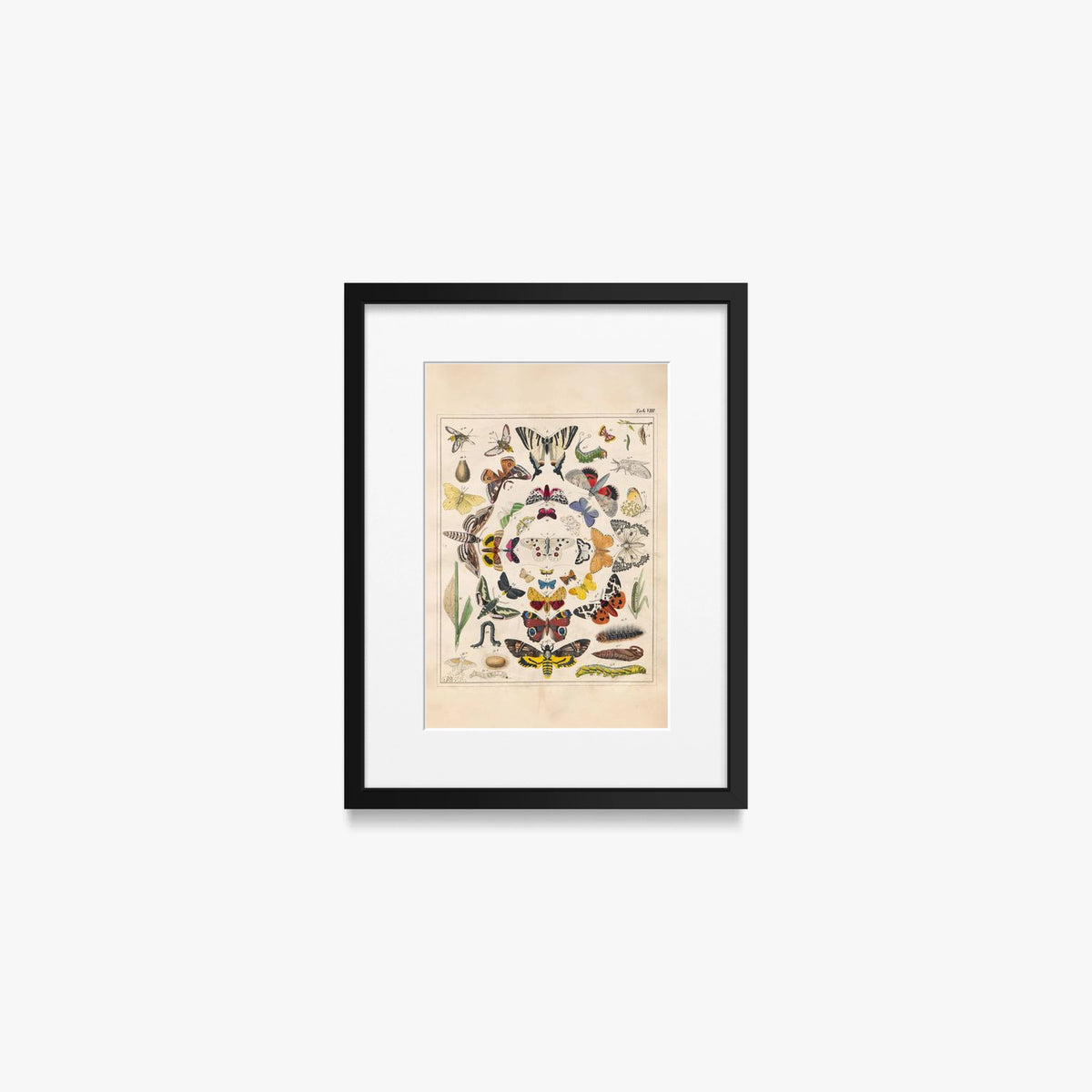 Orbis Pictus, Tav. 8 - Johann Baptist Sonderland, opera di Johann Baptist Sonderland (Illustrazione), stampa con passepartout e cornice nera, 30x40cm