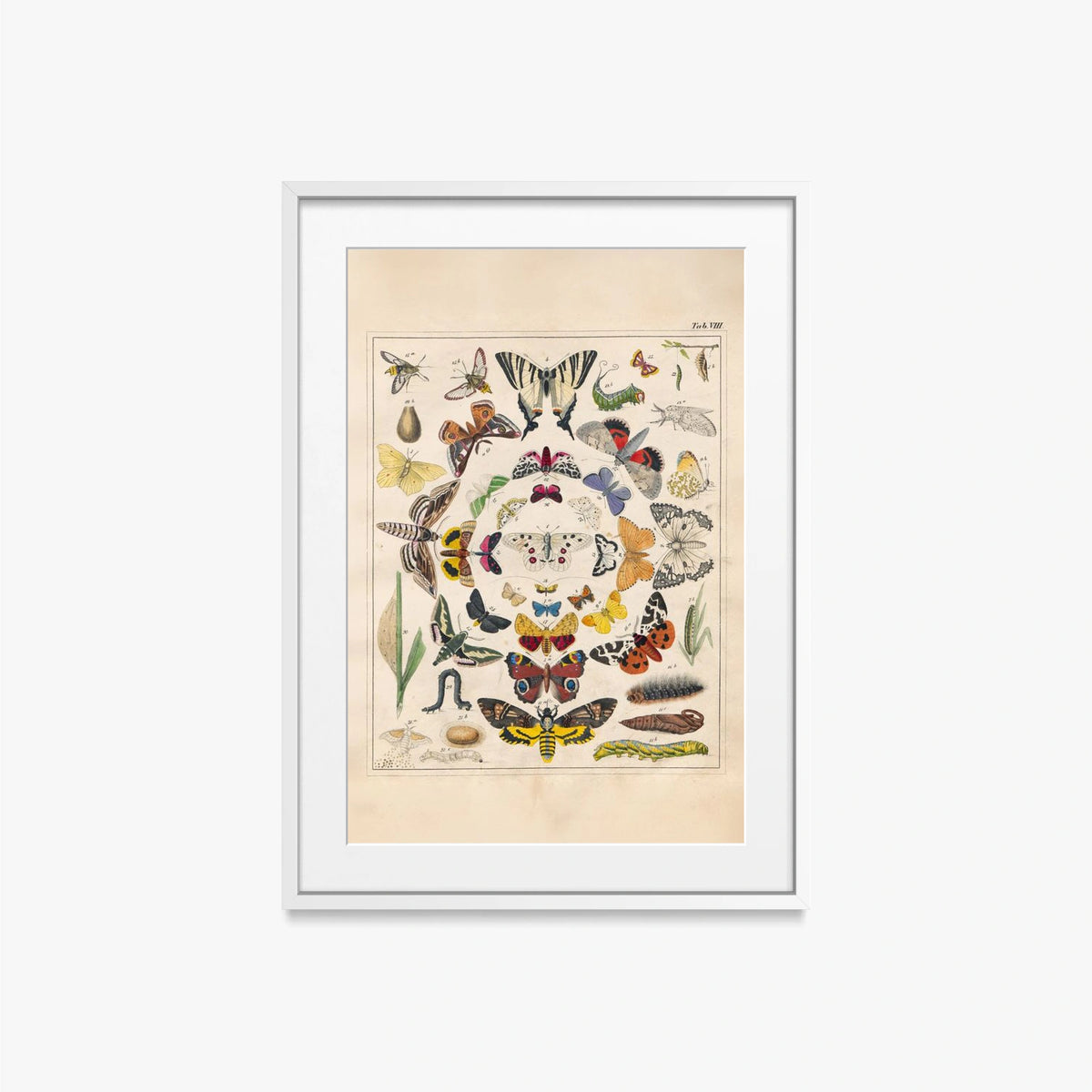 Orbis Pictus, Tav. 8 - Johann Baptist Sonderland, opera di Johann Baptist Sonderland (Illustrazione), stampa con passepartout e cornice bianca, 50x70cm