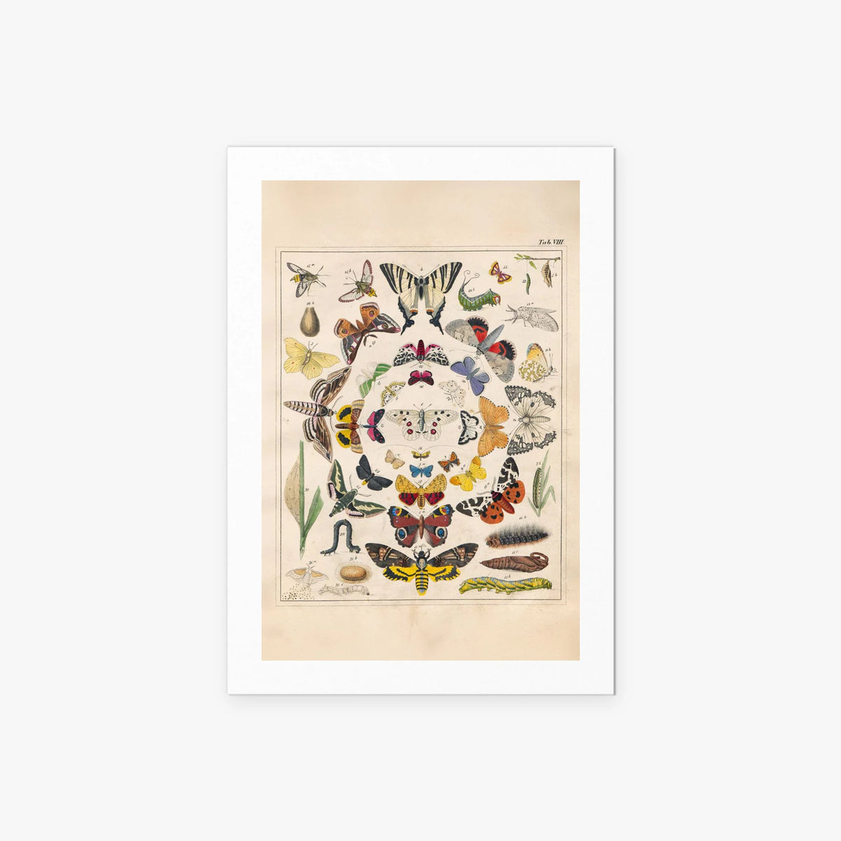 Orbis Pictus, Tav. 8 - Johann Baptist Sonderland, opera di Johann Baptist Sonderland (Illustrazione), stampa artistica su carta, 60x85cm