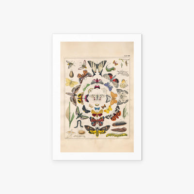 Orbis Pictus, Tav. 8 - Johann Baptist Sonderland, opera di Johann Baptist Sonderland (Illustrazione), stampa artistica su carta, 60x85cm