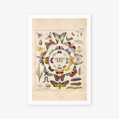 Orbis Pictus, Tav. 8 - Johann Baptist Sonderland, opera di Johann Baptist Sonderland (Illustrazione), stampa artistica su carta, 80x115cm
