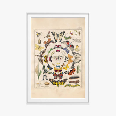 Orbis Pictus, Tav. 8 - Johann Baptist Sonderland, opera di Johann Baptist Sonderland (Illustrazione), stampa con passepartout e cornice bianca, 80x115cm