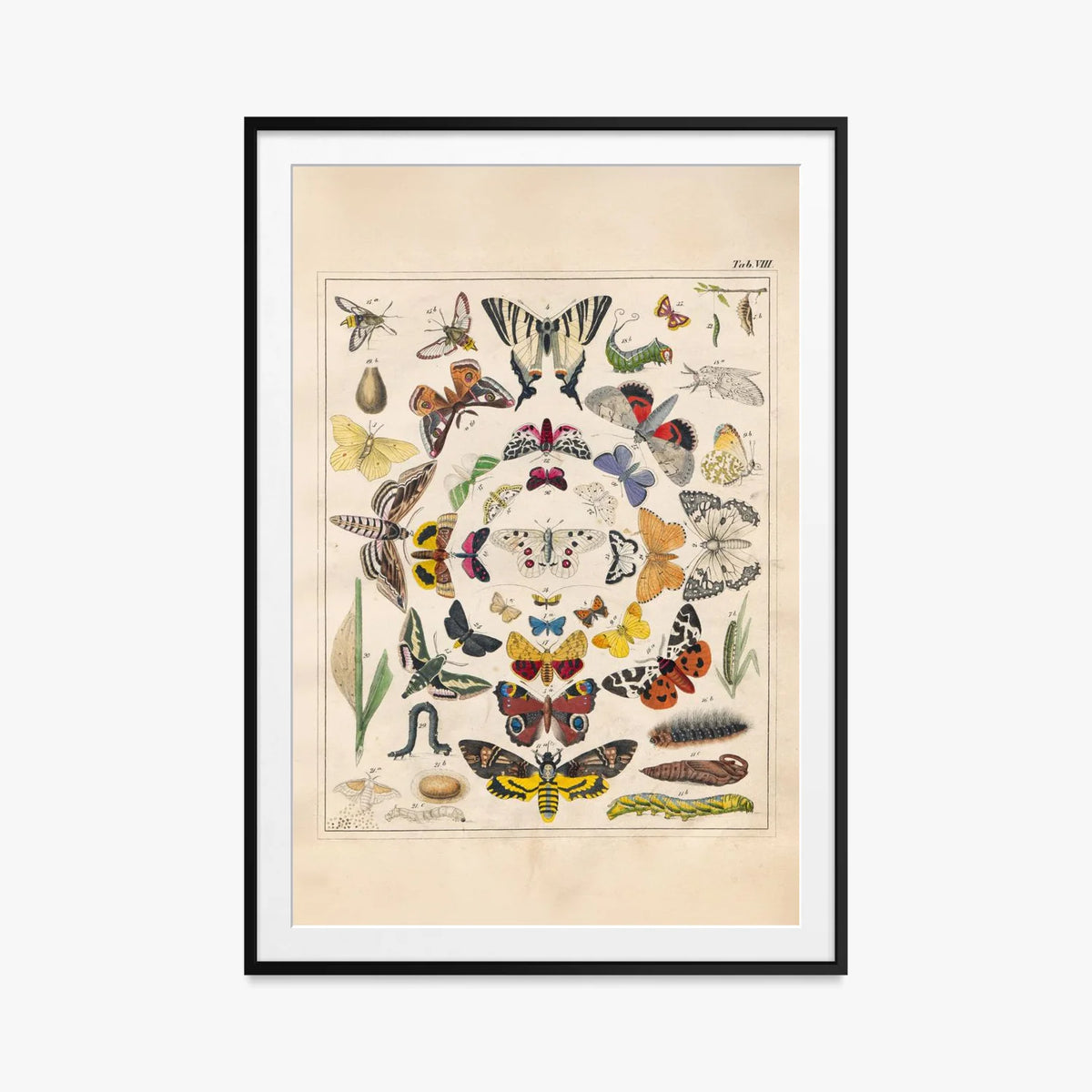 Orbis Pictus, Tav. 8 - Johann Baptist Sonderland, opera di Johann Baptist Sonderland (Illustrazione), stampa con passepartout e cornice nera, 80x115cm